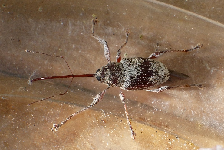 Curculio da identificare